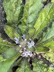 Ajuga taiwanensis