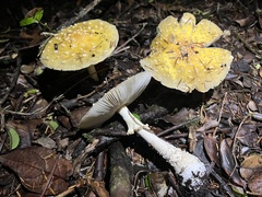 Amanita muscaria formosa