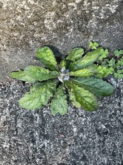 Ajuga taiwanensis