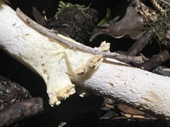 Amanita muscaria formosa