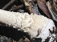 Amanita muscaria formosa