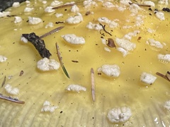 Amanita muscaria formosa