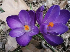 Crocus tommasinianus