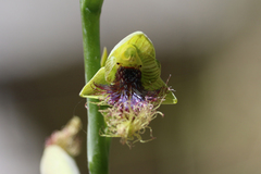 Calochilus therophilus
