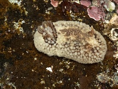 Onchidoris bilamellata