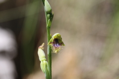 Calochilus therophilus