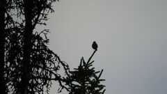 Turdus iliacus