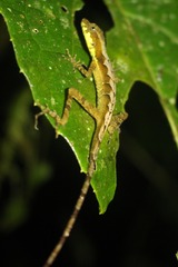 Anolis gracilipes