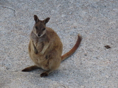Petrogale mareeba