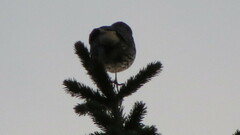 Turdus pilaris