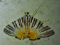 Dichocrocis zebralis