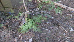 Dryopteris carthusiana