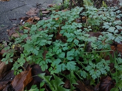 Geranium robertianum