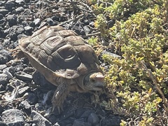 Homopus areolatus