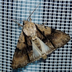 Acronicta alni