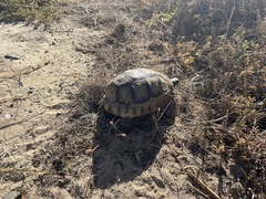 Homopus areolatus