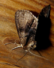 Acronicta alni