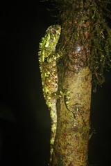 Enyalioides oshaughnessyi