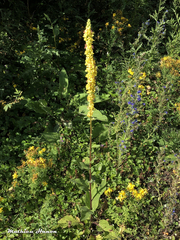 Verbascum nigrum