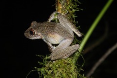 Pristimantis labiosus