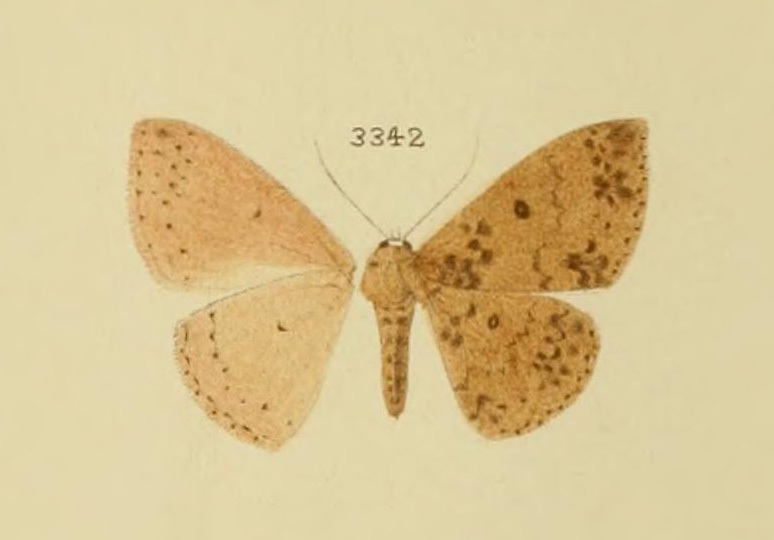 Semaeopus caecaria