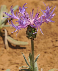Centaurea graminifolia