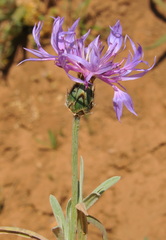 Centaurea graminifolia