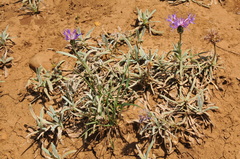 Centaurea graminifolia
