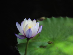 Nymphaea gigantea