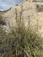 Cladium mariscus jamaicense