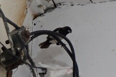 Lonchura leucogastroides