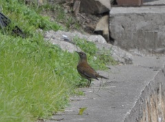 Turdus pallidus