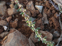 Polygonum plebeium