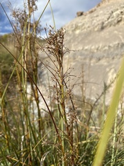 Cladium mariscus jamaicense