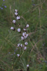 Aristea compressa