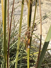 Cladium mariscus jamaicense