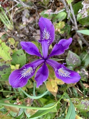 Iris tenax