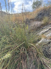 Cladium mariscus jamaicense