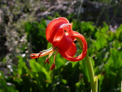 Lilium chalcedonicum