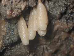 Leucilla nuttingi