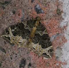 Ecliptopera silaceata