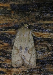 Lithophane patefacta