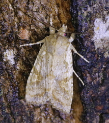 Lithophane bethunei