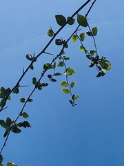 Putterlickia retrospinosa