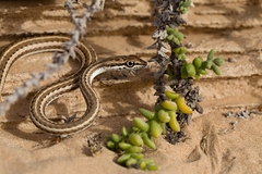 Psammophis schokari