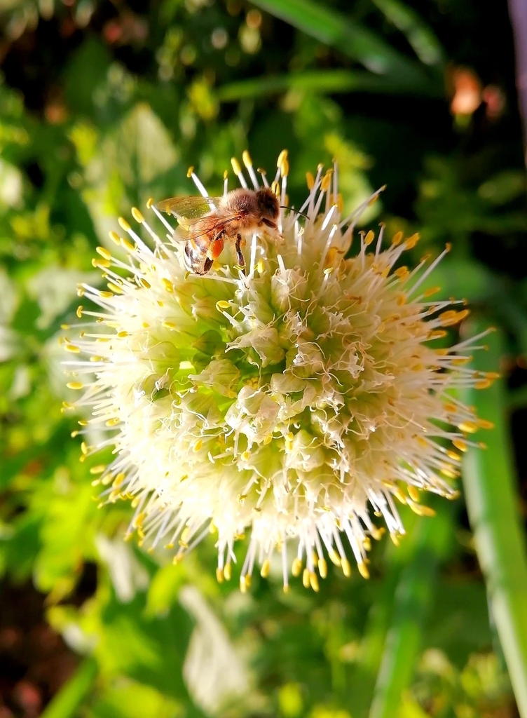 Welsh Onion