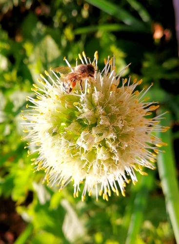 Allium fistulosum