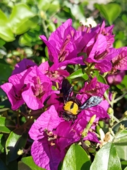 Xylocopa pubescens