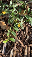 Stylosanthes biflora