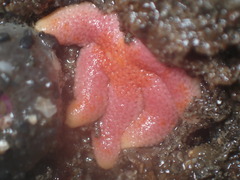 Henricia